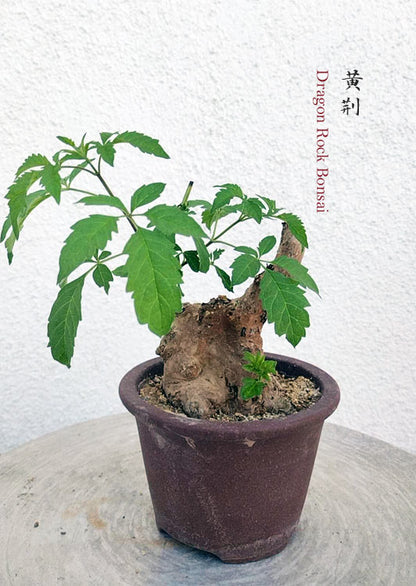 Dragon Rock Bonsai Tree (Vitex negundo) – Ancient Hollow Trunk, Natural Deadwood, Outdoor Bonsai CYMUS Nurery