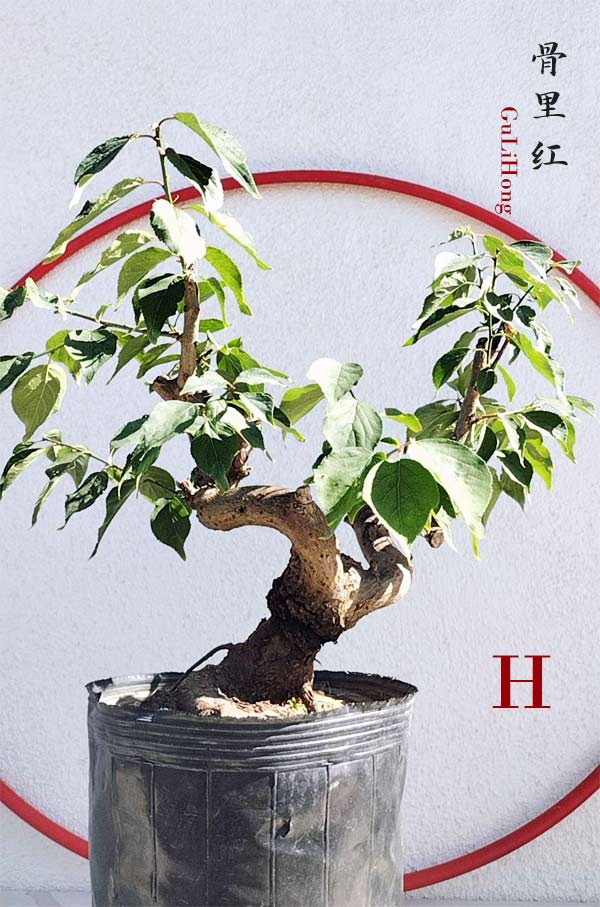 Rare Red GuLiHong Japanese Apricot Bonsai (Prunus mume) with pot– 15+ Year Old
