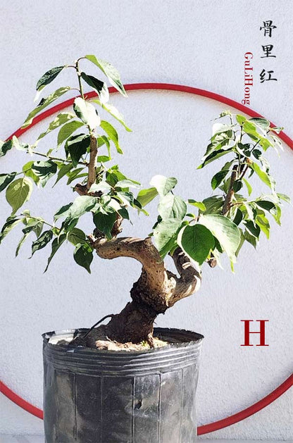 Rare Red GuLiHong Japanese Apricot Bonsai (Prunus mume) with pot– 15+ Year Old