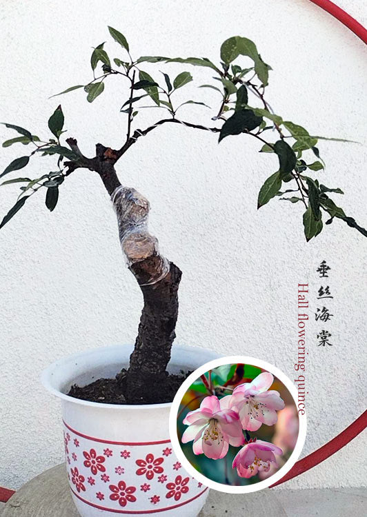 A potted flowering gourd tree with a thick gnarled trunk and green leaves, in a white pot with red floral patterns. A circular inset shows pink flowers.
