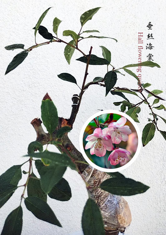 Flowering Quince