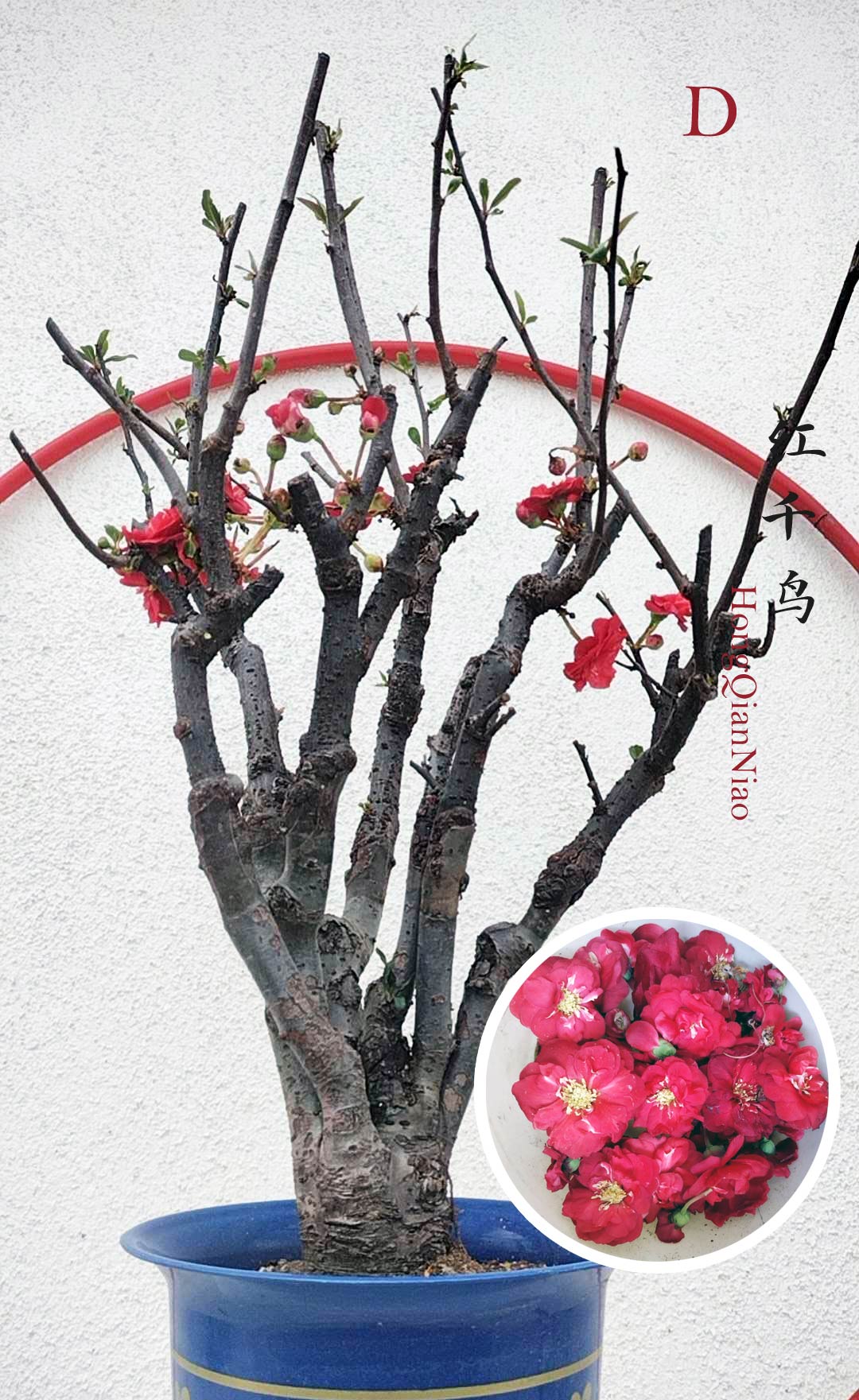 chinese flowering Crabapple Bonsai