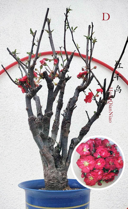 chinese flowering Crabapple Bonsai