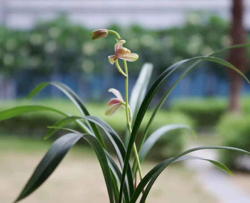 兰花特写，背景模糊