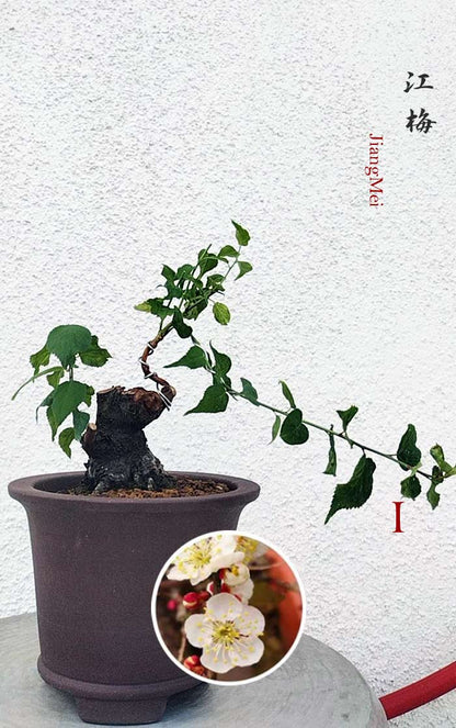 Rare JiangMei Japanese Apricot Bulldog (Prunus mume) – 5+ Year Old with pot