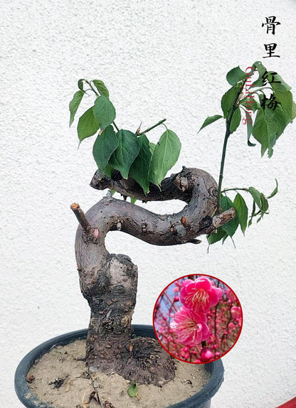 Rare Red GuLiHong Japanese Apricot Bonsai (Prunus mume) with pot– 15+ Year Old