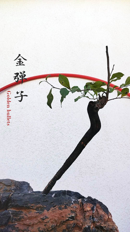 Female Diospyros armata 金弹子 evergreen JinDanZi  stump bonsai J007 without pot