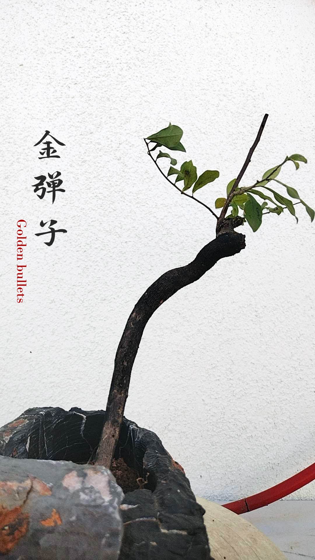 Female Diospyros armata 金弹子 evergreen JinDanZi  stump bonsai J007 without pot