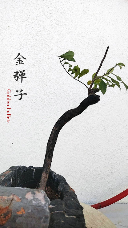 Female Diospyros armata 金弹子 evergreen JinDanZi  stump bonsai J007 without pot