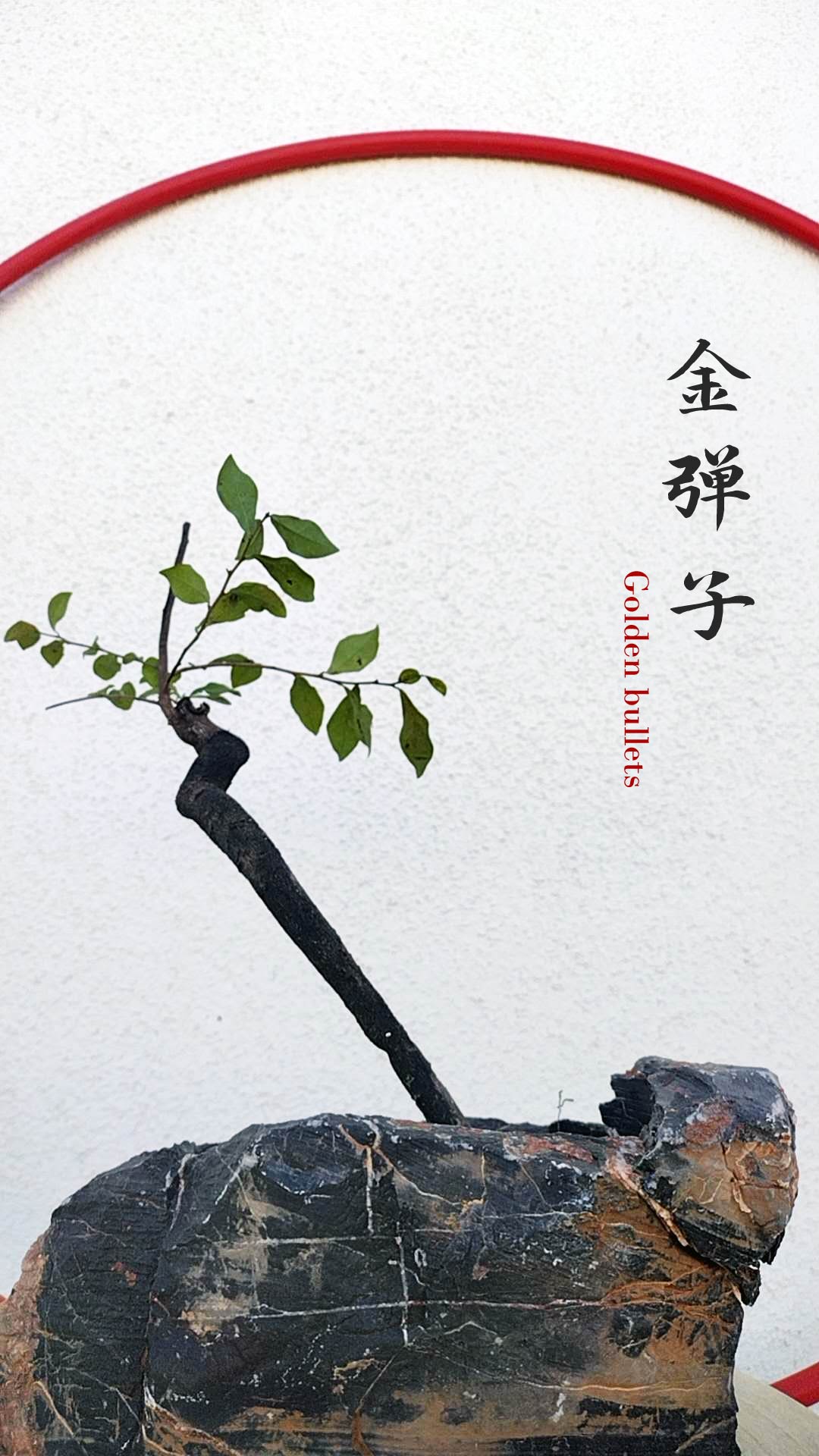 Female Diospyros armata 金弹子 evergreen JinDanZi  stump bonsai J007 without pot