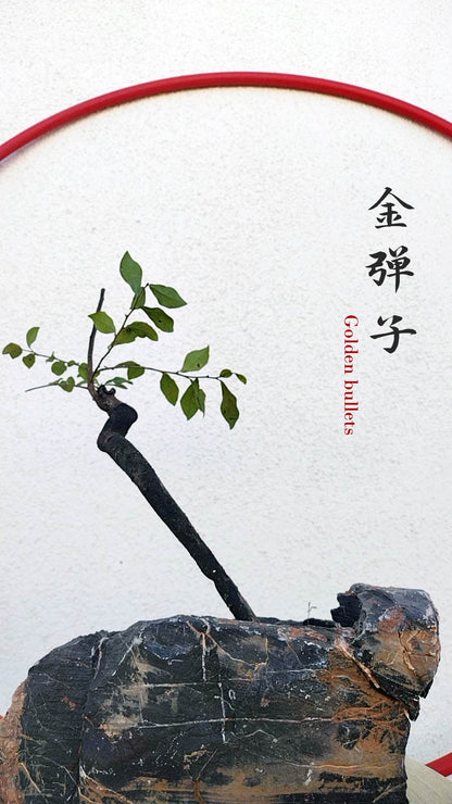 Female Diospyros armata 金弹子 evergreen JinDanZi  stump bonsai J007 without pot