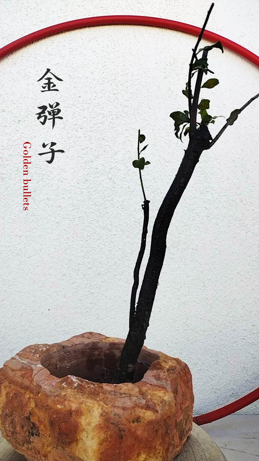 Female Diospyros armata 金弹子 evergreen JinDanZi  stump bonsai J009 without pot