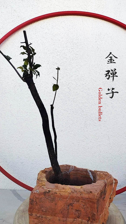 Female Diospyros armata 金弹子 evergreen JinDanZi  stump bonsai J009 without pot