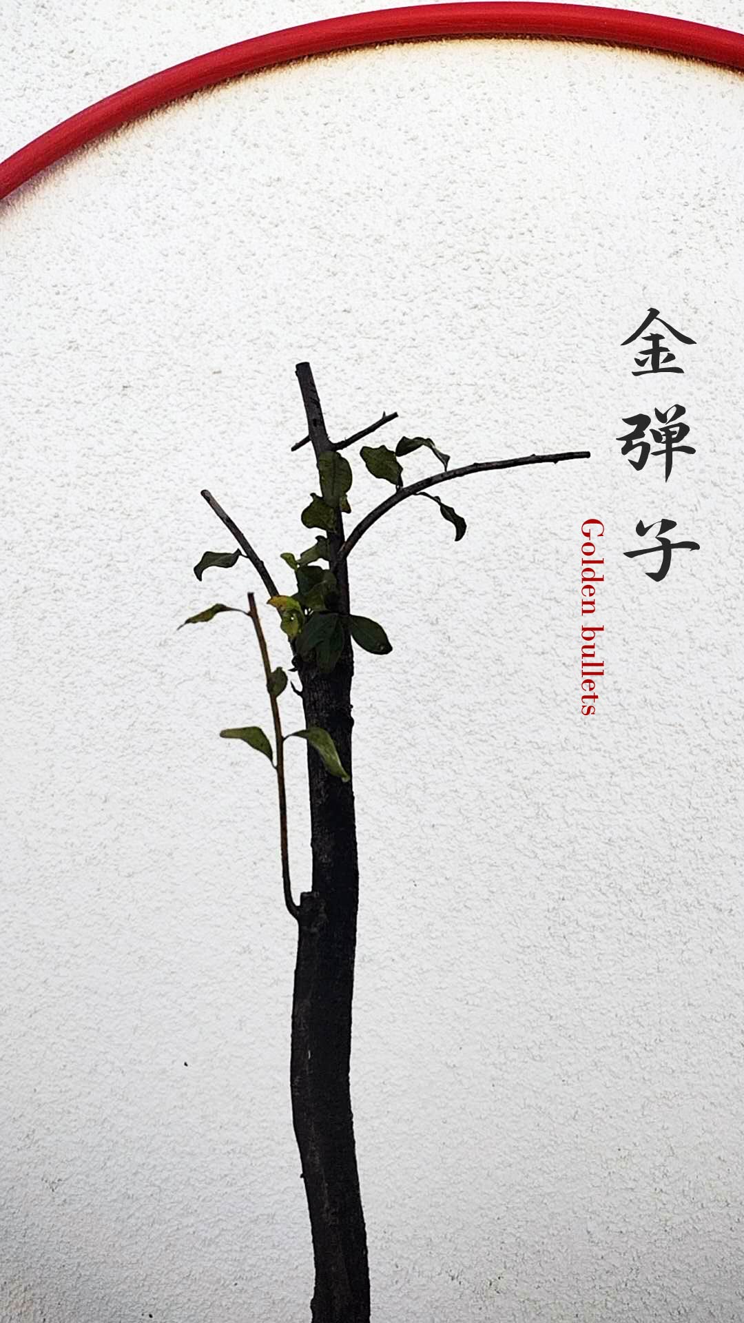 Female Diospyros armata 金弹子 evergreen JinDanZi  stump bonsai J009 without pot