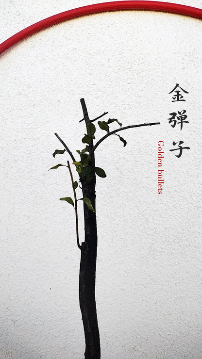 Female Diospyros armata 金弹子 evergreen JinDanZi  stump bonsai J009 without pot