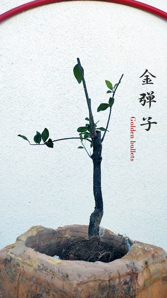 Female Diospyros armata 金弹子 evergreen JinDanZi  stump bonsai J010 without pot