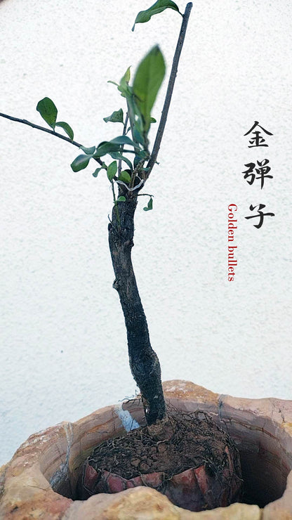 Female Diospyros armata 金弹子 evergreen JinDanZi  stump bonsai J010 without pot