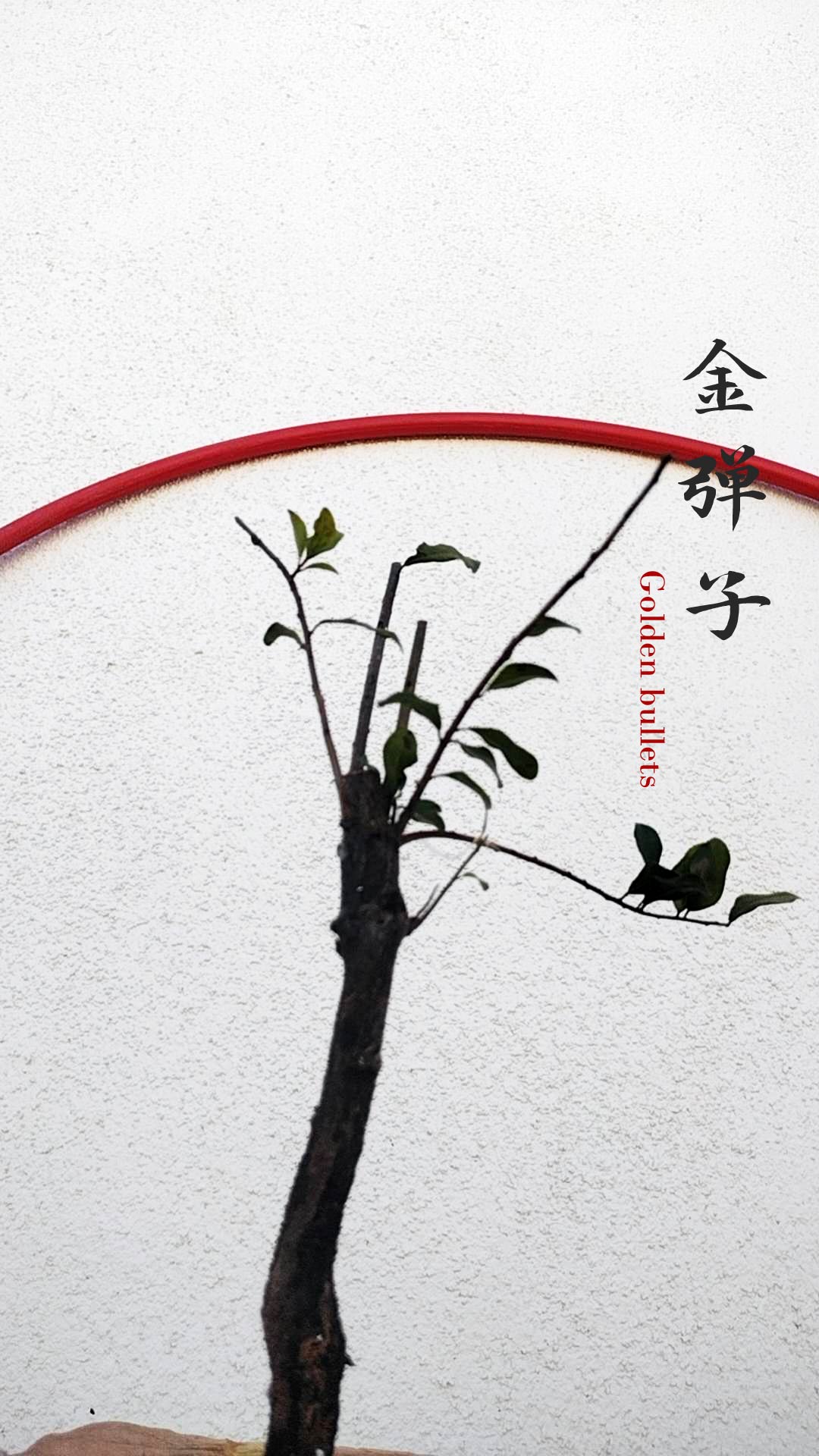 Female Diospyros armata 金弹子 evergreen JinDanZi  stump bonsai J010 without pot