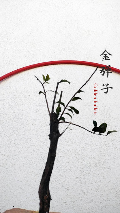 Female Diospyros armata 金弹子 evergreen JinDanZi  stump bonsai J010 without pot