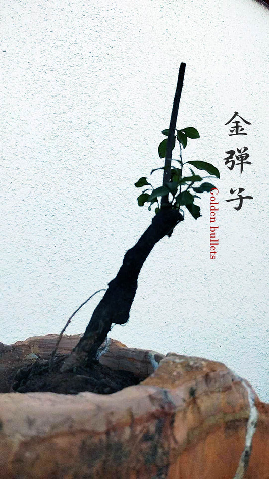 Female Diospyros armata 金弹子 evergreen JinDanZi  stump bonsai J011 without pot