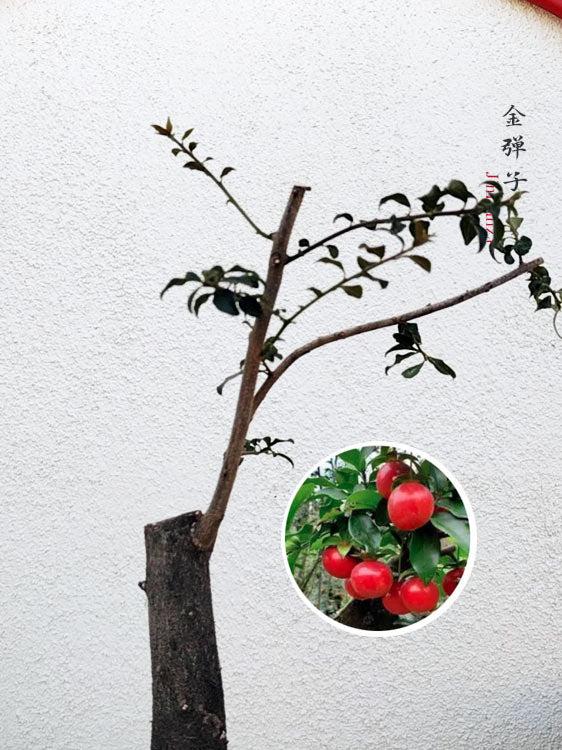 Female Diospyros armata J111 Evergreen Stump Bonsai Tree | 金弹子 JinDanZi, Bare Root CYMUS Cymbidium Orchids Plum Blossom Bonsai Sale