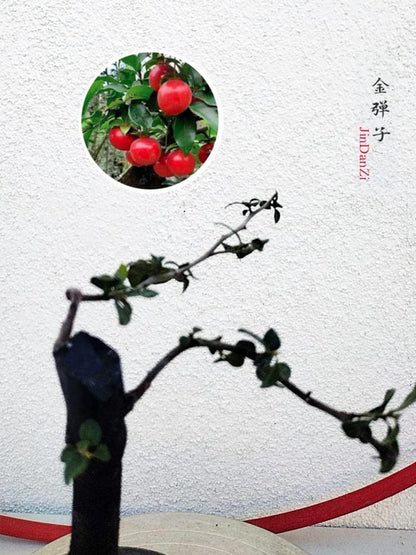Female Diospyros armata J111 Evergreen Stump Bonsai Tree | 金弹子 JinDanZi, Bare Root CYMUS Cymbidium Orchids Plum Blossom Bonsai Sale