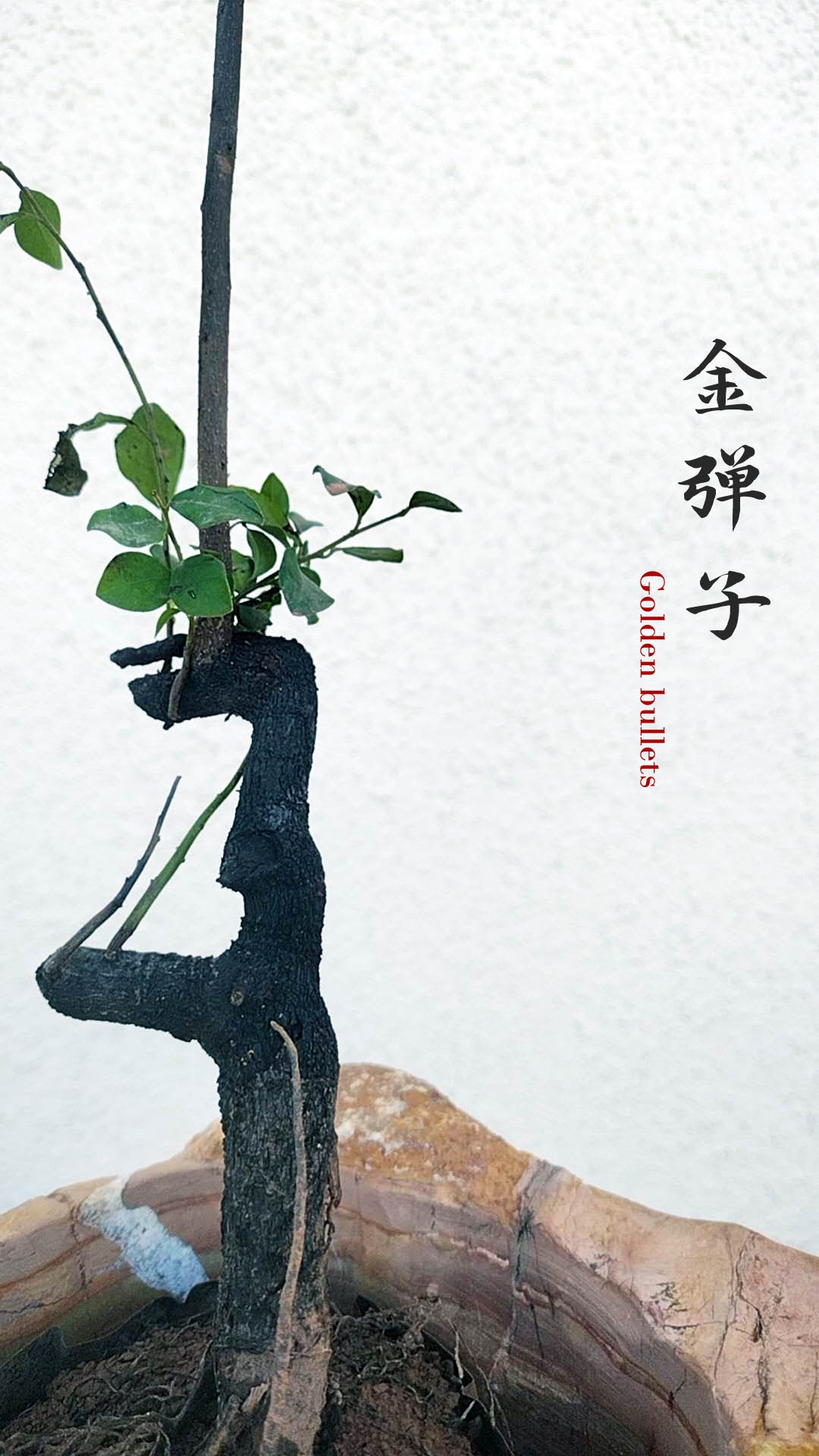 Female Diospyros armata 金弹子 evergreen JinDanZi  stump bonsai J011 without pot