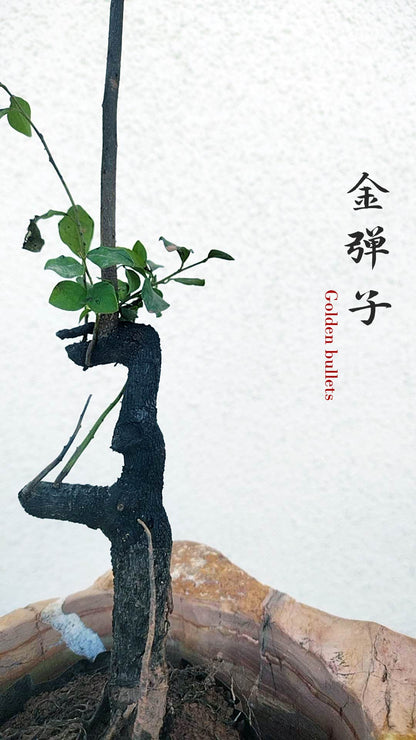 Female Diospyros armata 金弹子 evergreen JinDanZi  stump bonsai J011 without pot