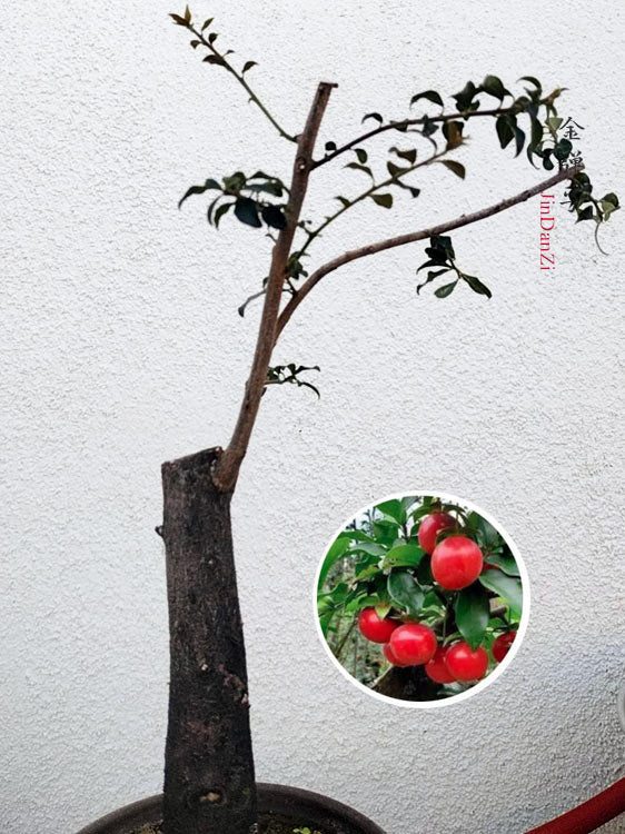 Female Diospyros armata J111 Evergreen Stump Bonsai Tree | 金弹子 JinDanZi, Bare Root CYMUS Cymbidium Orchids Plum Blossom Bonsai Sale
