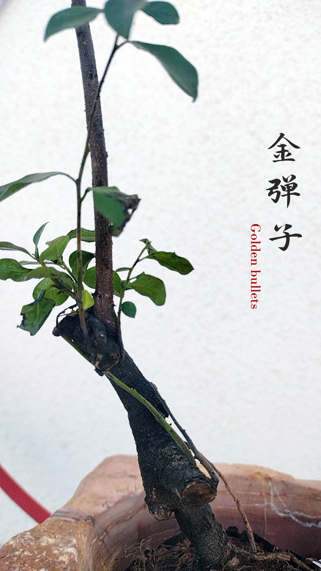 Female Diospyros armata 金弹子 evergreen JinDanZi  stump bonsai J011 without pot