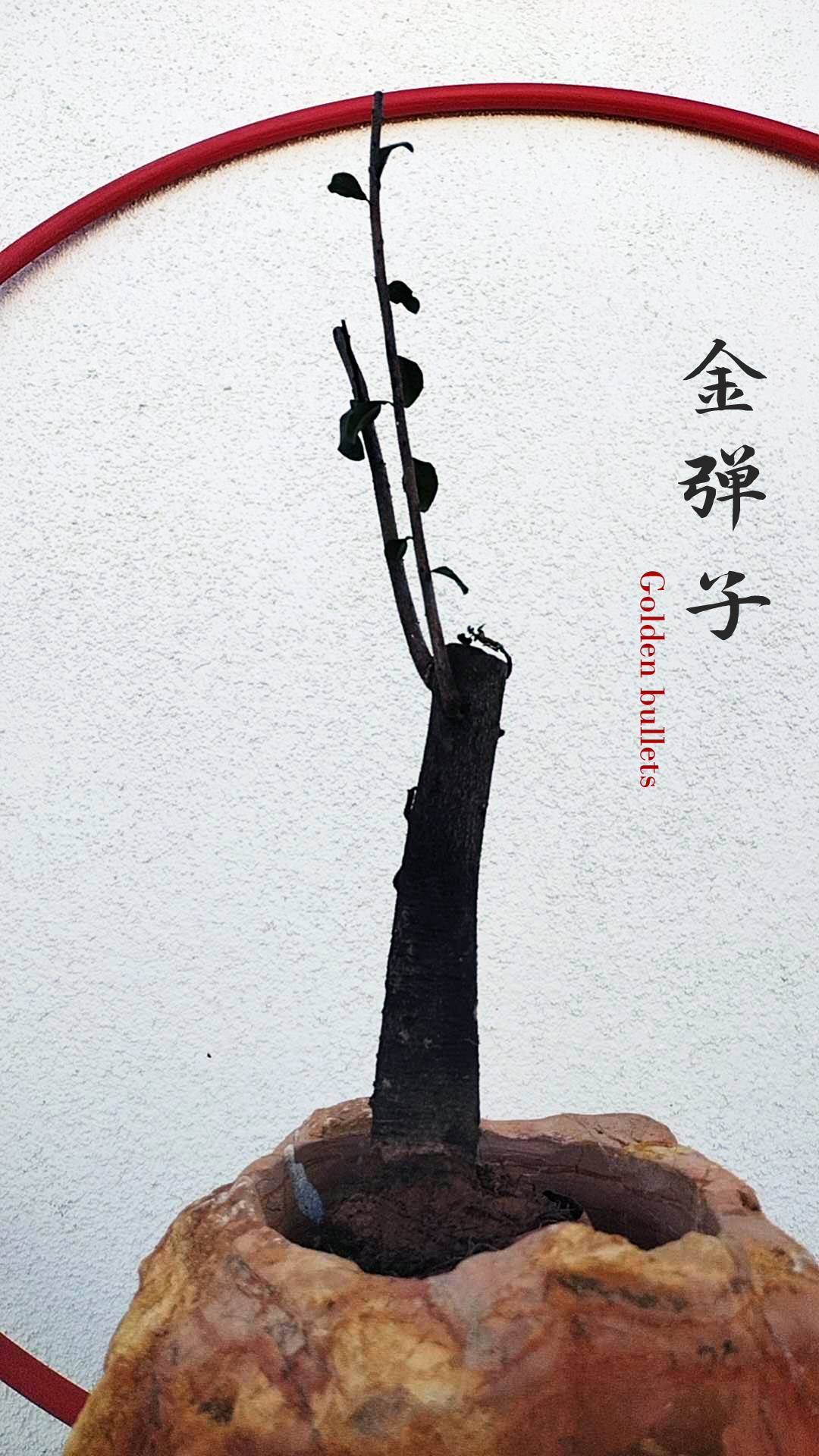 Chinese Maple | Jin Dan Zi Bonsai | Calamus | Chinese Elm