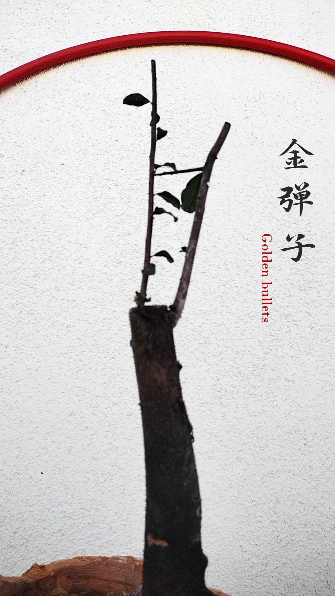 Female Diospyros armata J012 Stump Bonsai | JinDanZi – CYMUS Nursery