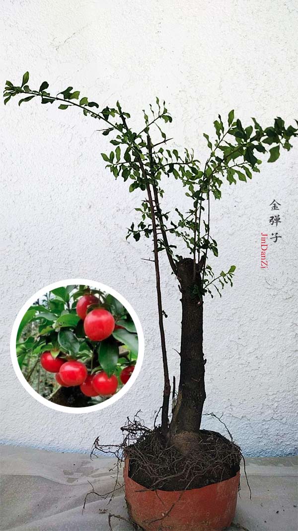 Potted plant with red fruits and a close-up inset on a light gray background