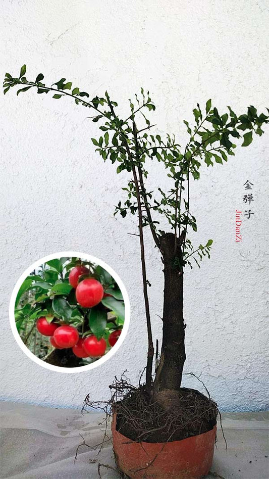 Potted plant with red fruits and a close-up inset on a light gray background