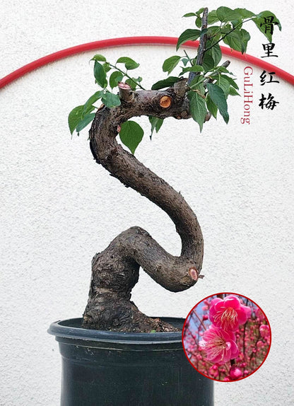 Rare Red GuLiHong Japanese Apricot Bonsai (Prunus mume) with pot– 15+ Year Old