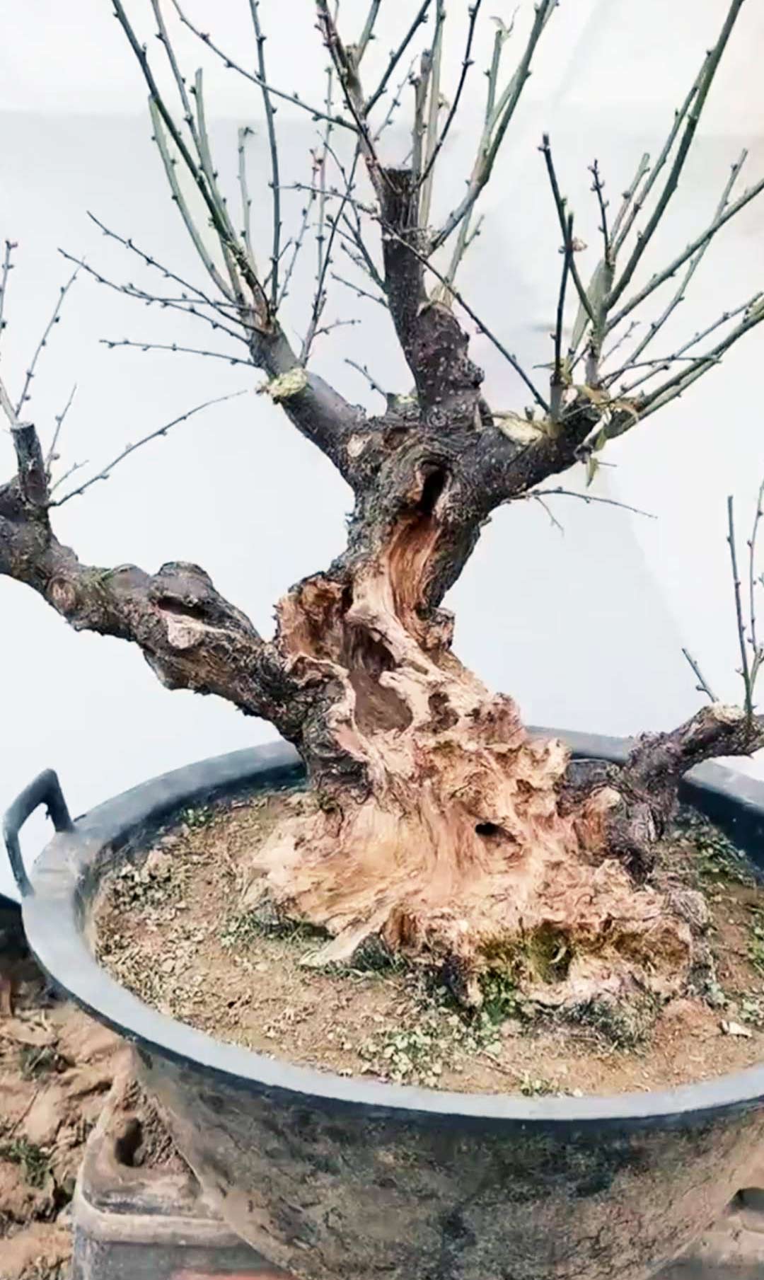 Bonsai tree with a large, Relic carbonized bonsai old pile, jade butterfly plum