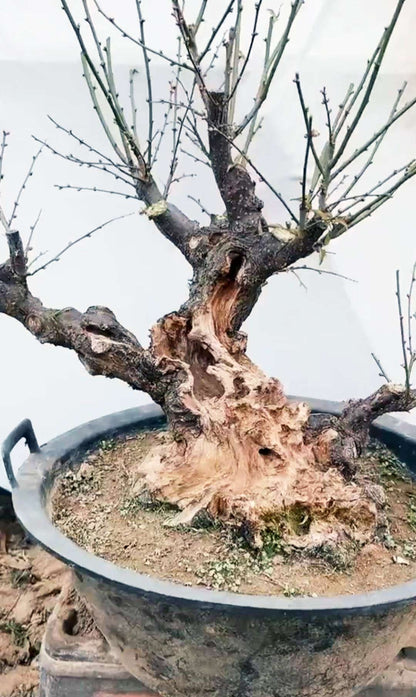 Bonsai tree with a large, Relic carbonized bonsai old pile, jade butterfly plum