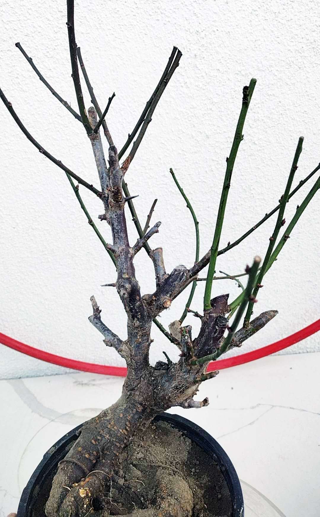 Bonsai tree with thin branches and thorns on a white background