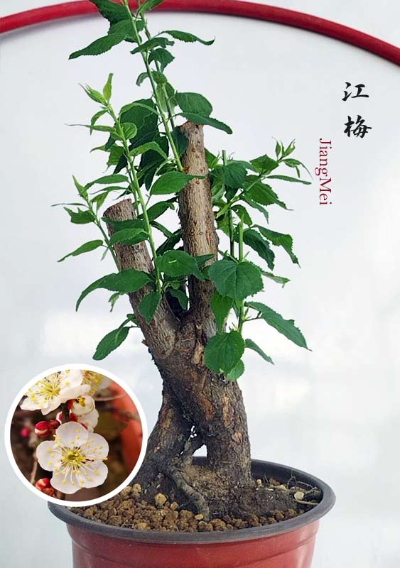 Bonsai tree in a pot with inset showing flowers and text 'Jiang Mei'.