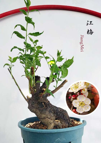 Potted plant with a close-up inset of flowers and text on a white background