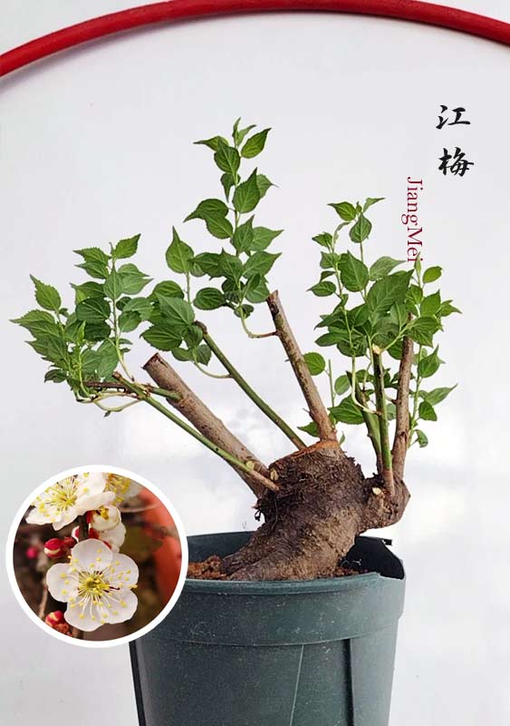 Potted plant with a close-up inset of flowers on a white background