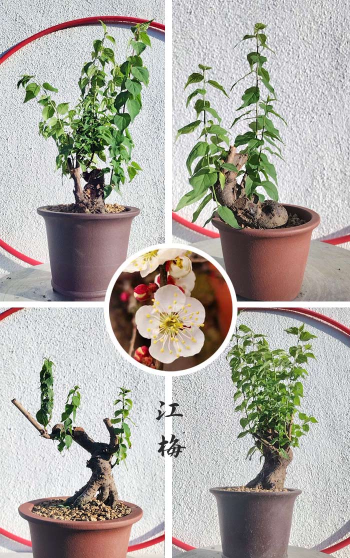 Collage of potted plants with a close-up of white flowers and red berries.