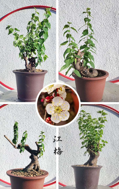 Collage of potted plants with a close-up of white flowers and red berries.