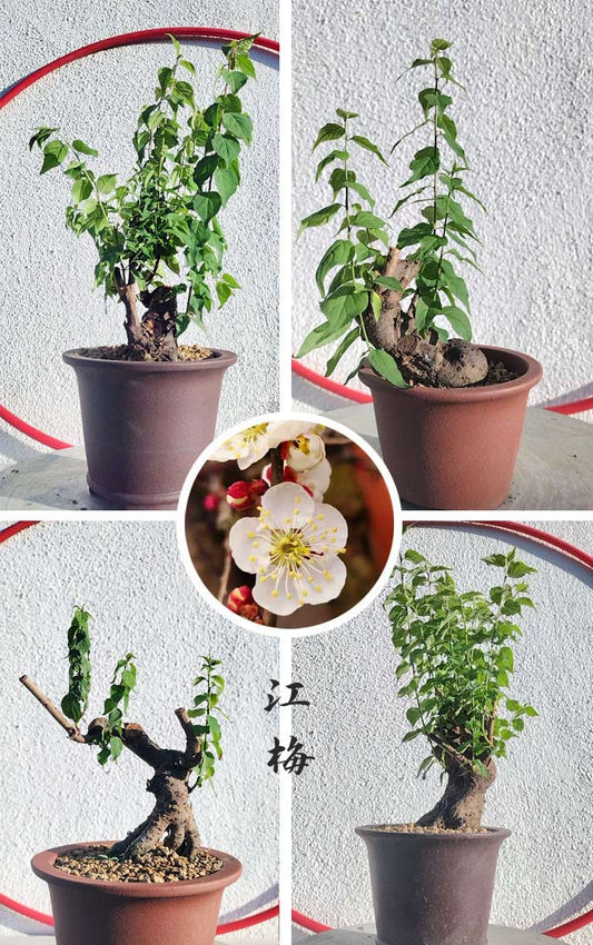 Collage of potted plants with a close-up of white flowers and red berries.