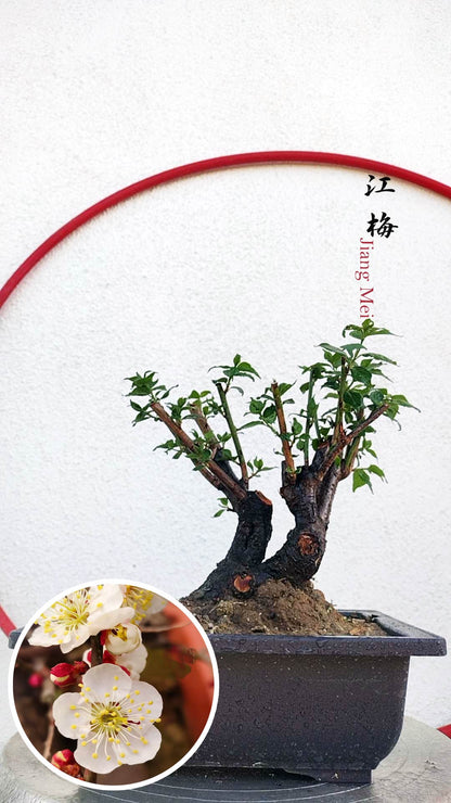 Bonsai tree in a pot with a close-up inset of white flowers on a light gray background