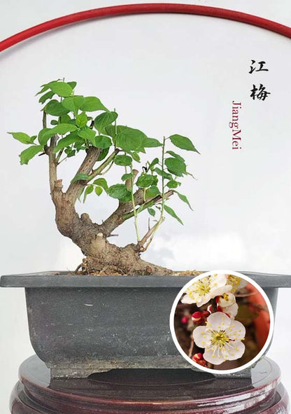 Bonsai tree in a pot with an inset of梅花 (merry) flowers on a white background