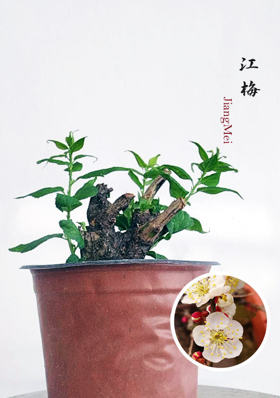 Potted plant with a close-up inset of flowers and berries on a white background