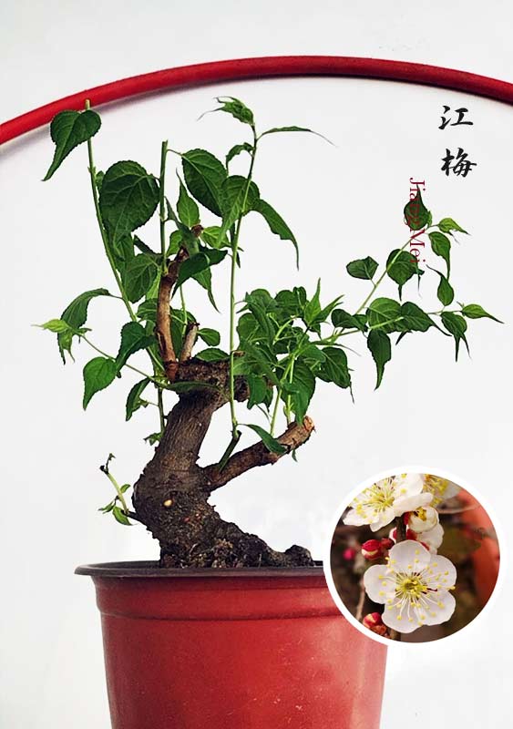 Potted bonsai tree with inset showing close-up of white flowers and red berries.