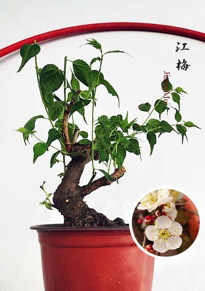 Potted bonsai tree with inset showing close-up of white flowers and red berries.