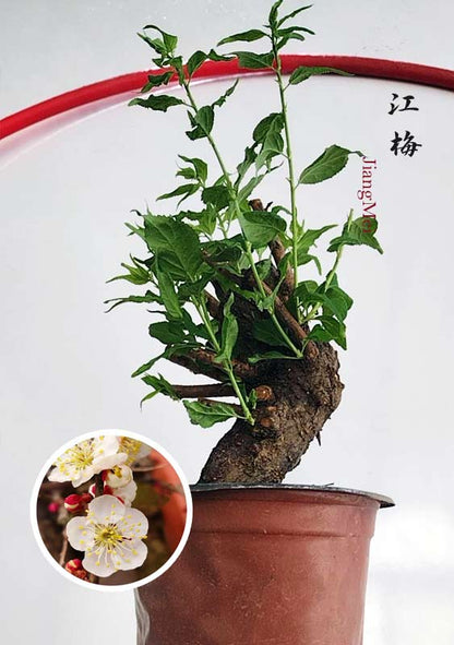 Potted bonsai tree with a close-up inset of flowers on a white background